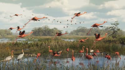 Flamingos lifting off over a mangrove wetland while herons and waders feed below